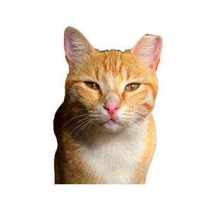 A Close Up Portrait Of A Ginger Cat With Striking Eyes In Natural Light. 16785 - Cat PNG image with transparent background